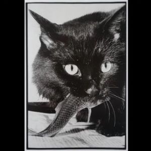 Meet your Posher, Teddy